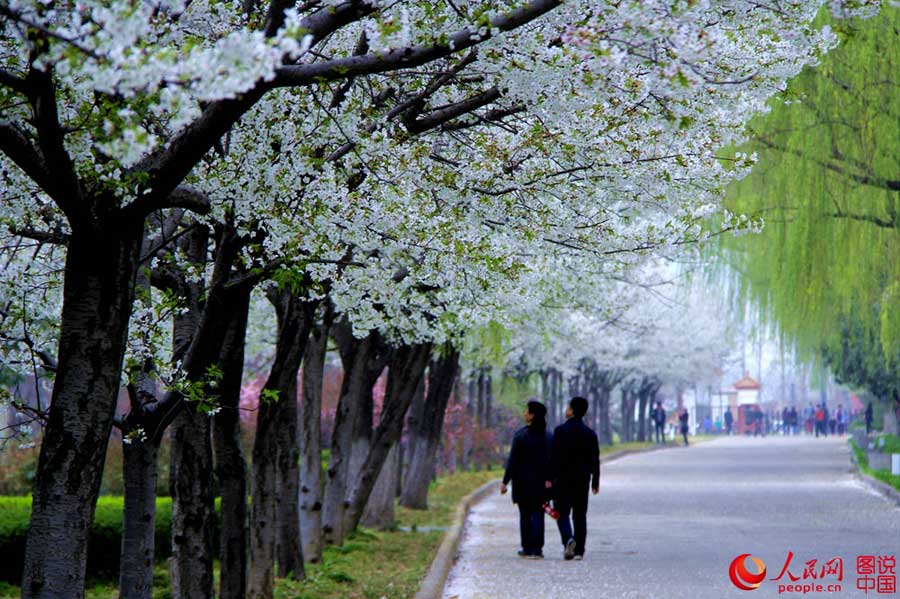Beautiful cherry blossoms blooms in Luopu, Xinjiang