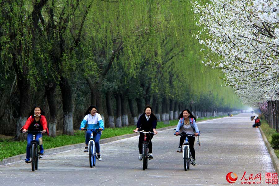 Beautiful cherry blossoms blooms in Luopu, Xinjiang