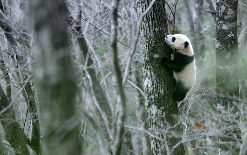 Cute wild pandas seen in NW China