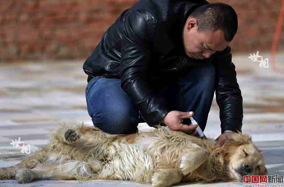 Man rescues over 5,000 abandoned dogs in three years