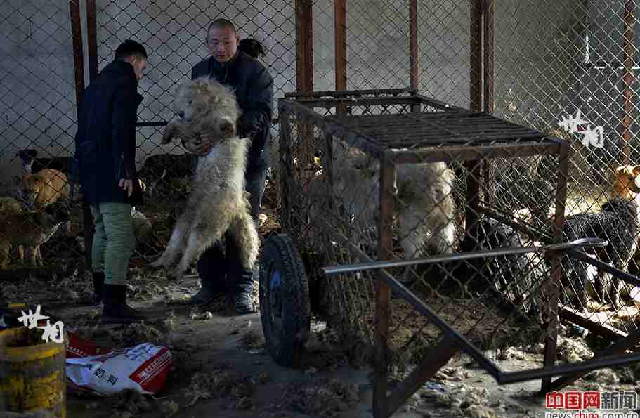 Man rescues over 5,000 abandoned dogs in three years