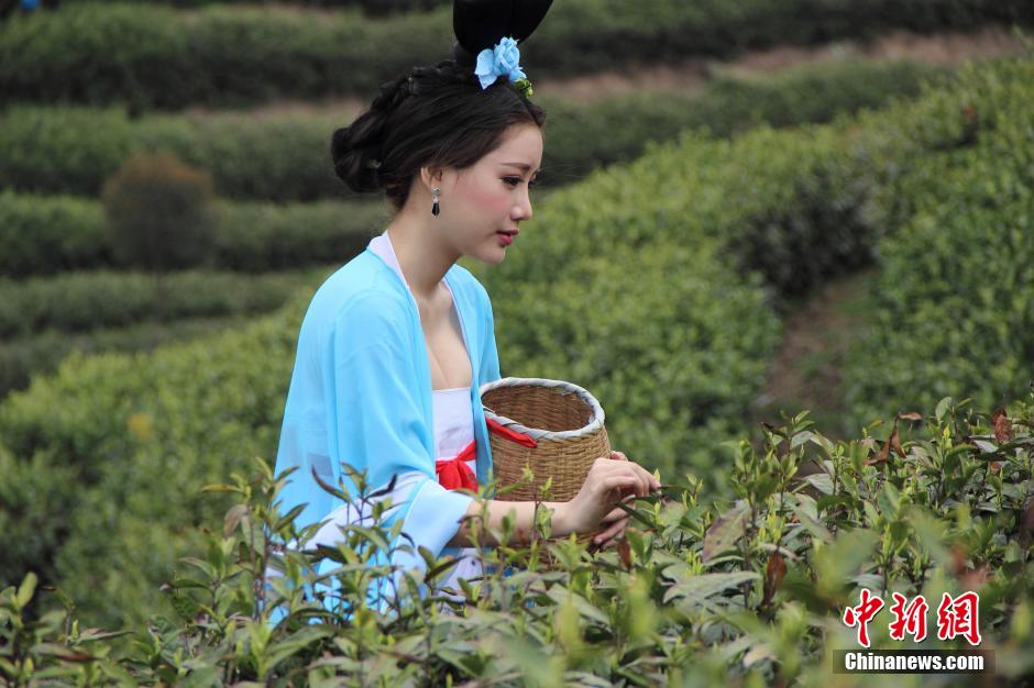 Beauties wearing Tang dynasty costume pick tea leaves 