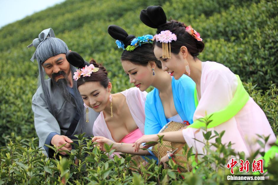 Beauties wearing Tang dynasty costume pick tea leaves 