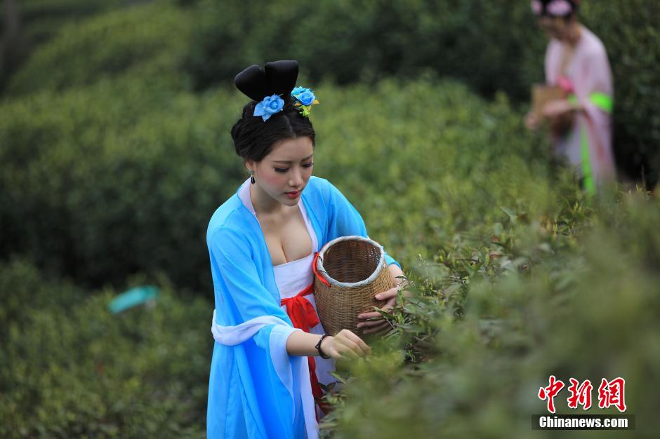Beauties wearing Tang dynasty costume pick tea leaves 