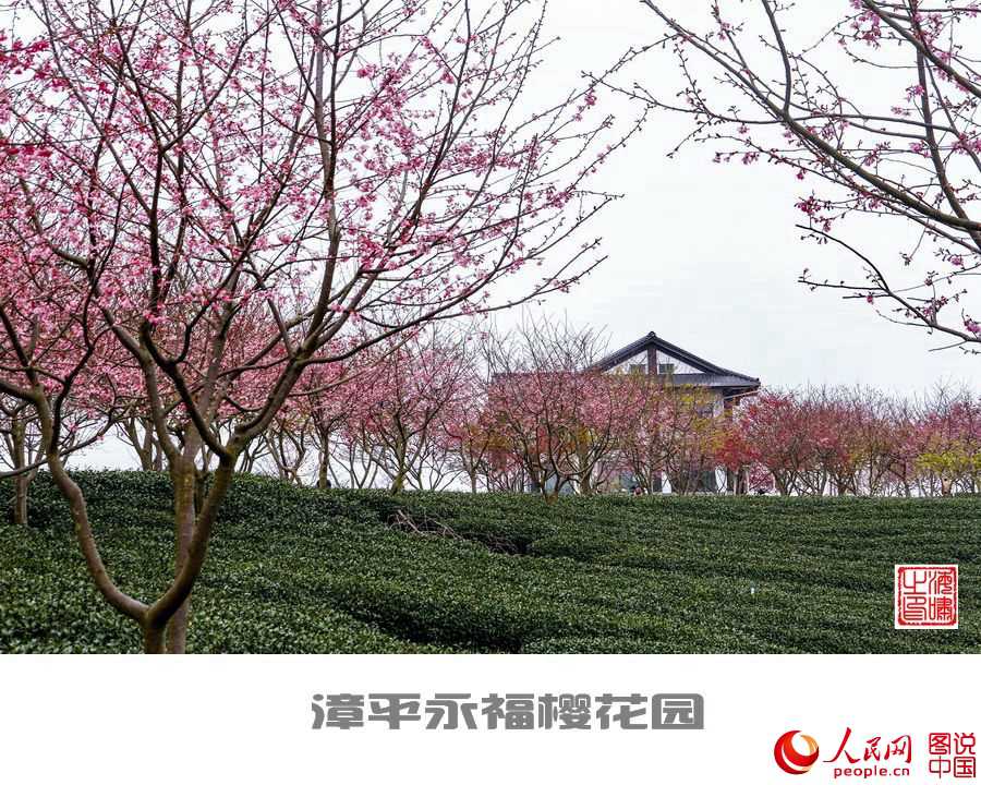 Beautiful view of cherry blossoms in SE China