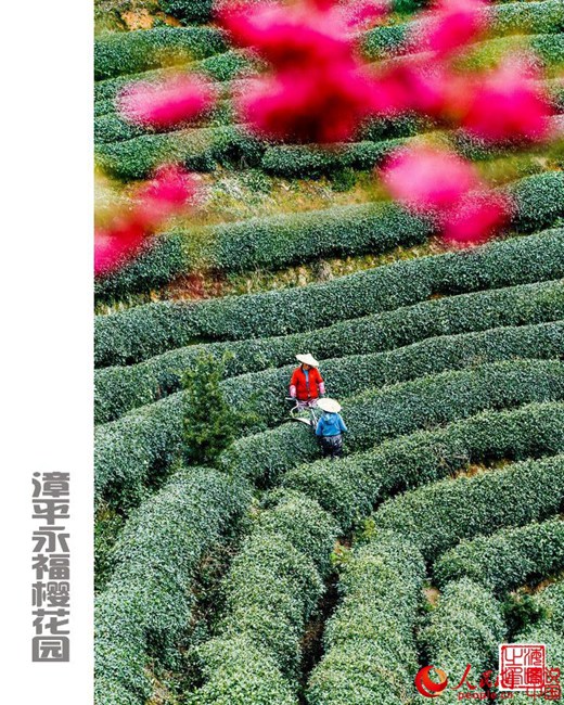 Beautiful view of cherry blossoms in SE China