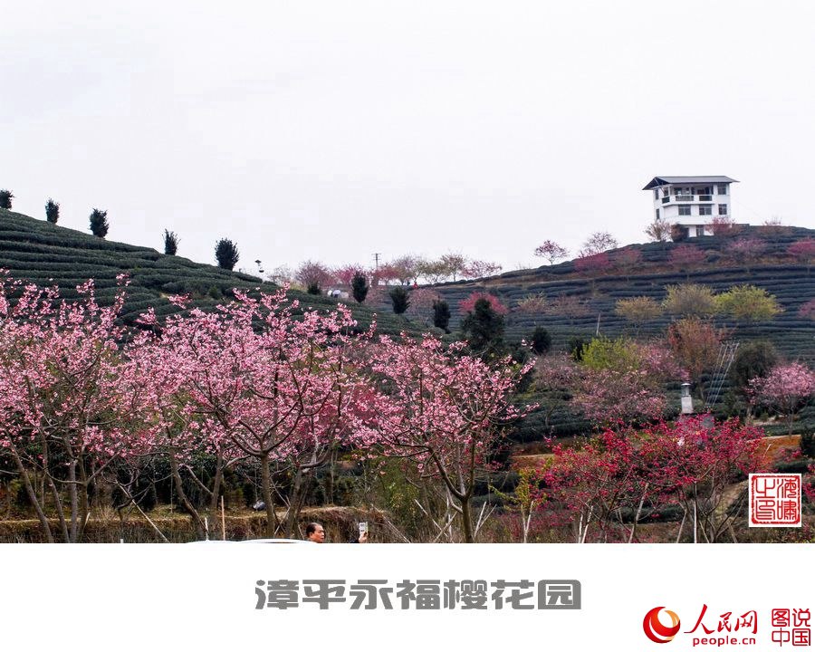 Beautiful view of cherry blossoms in SE China