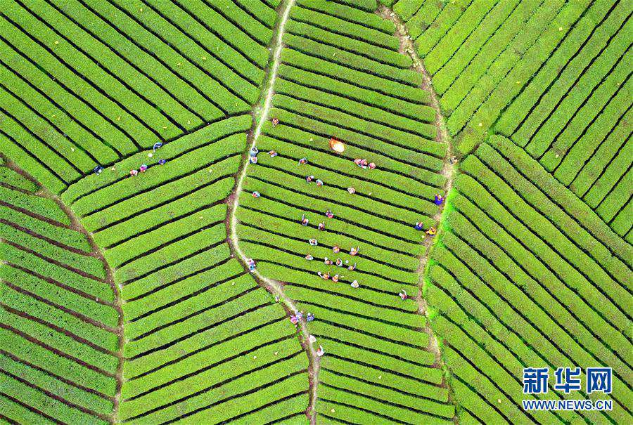 Aerial photos of tea garden in C China