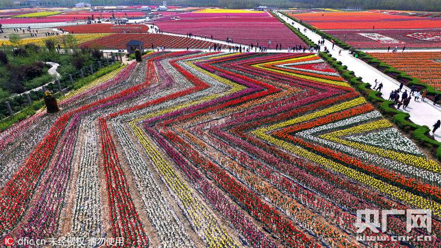 Breathtaking aerial photos of tulip blossoms in C China