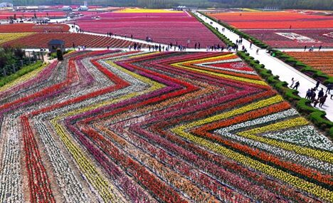Breathtaking aerial photos of tulip blossoms in C China