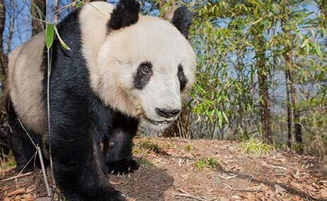 Incredible images of animals in the wild