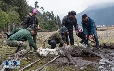 Emaciated White Horse Stranded in Swamp in Tibet