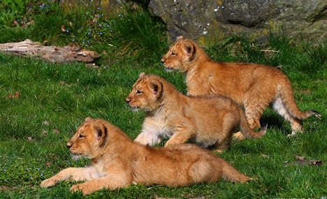 Lion cubs play in lanckendael Zoo of N Belgium