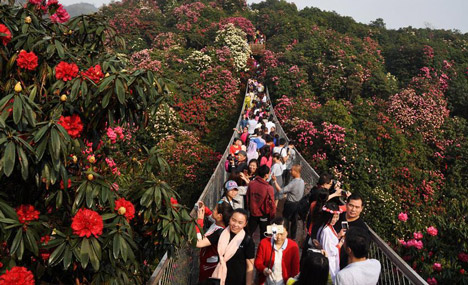 Burst with joy: Azaleas blossom in Guizhou