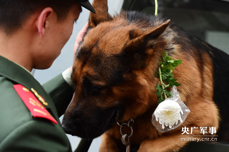 Soldiers pay tribute to hero police dog