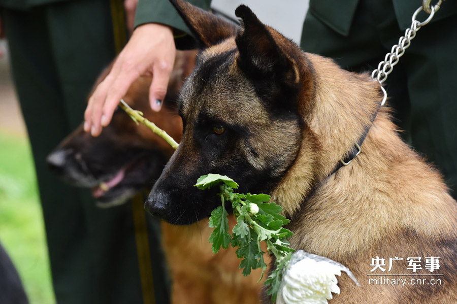 Soldiers pay tribute to hero police dog
