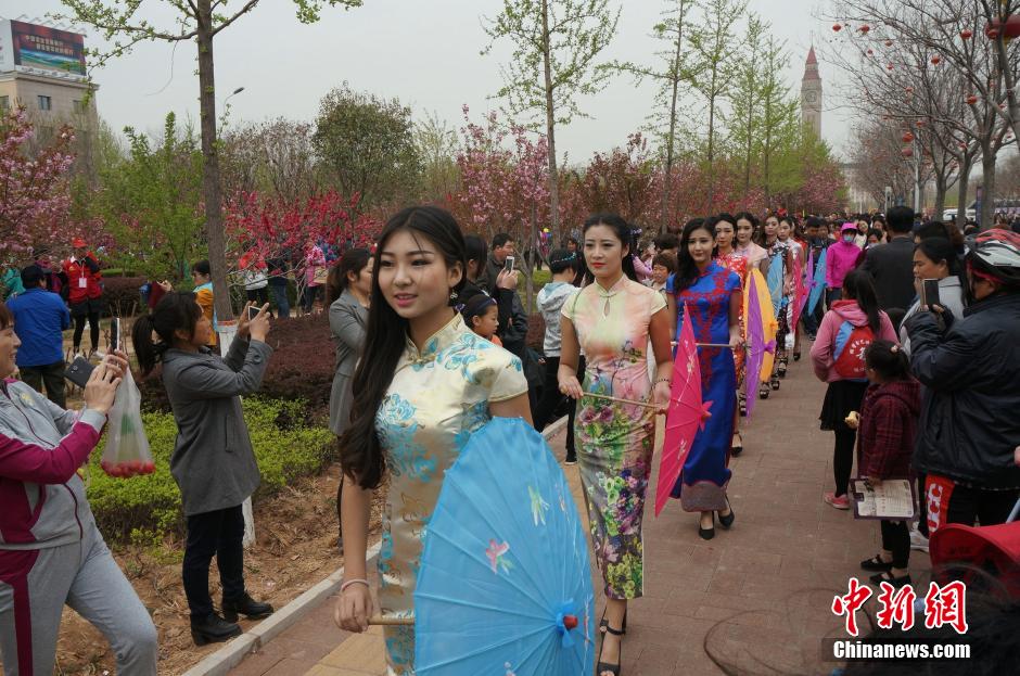 Beauties wearing cheongsam under cherry blossom