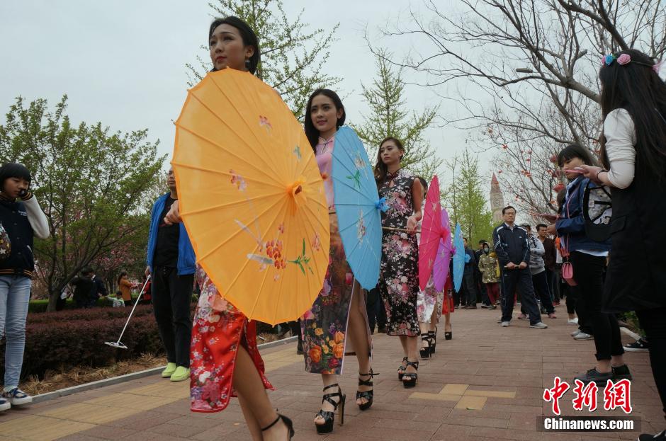 Beauties wearing cheongsam under cherry blossom