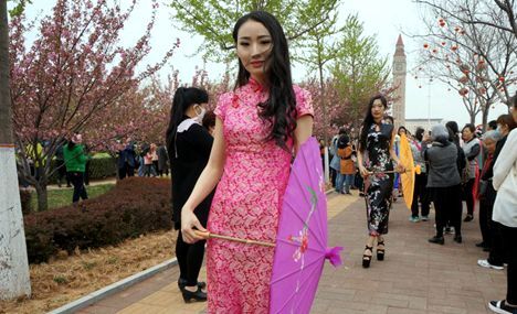 Beauties wearing cheongsam under cherry blossom