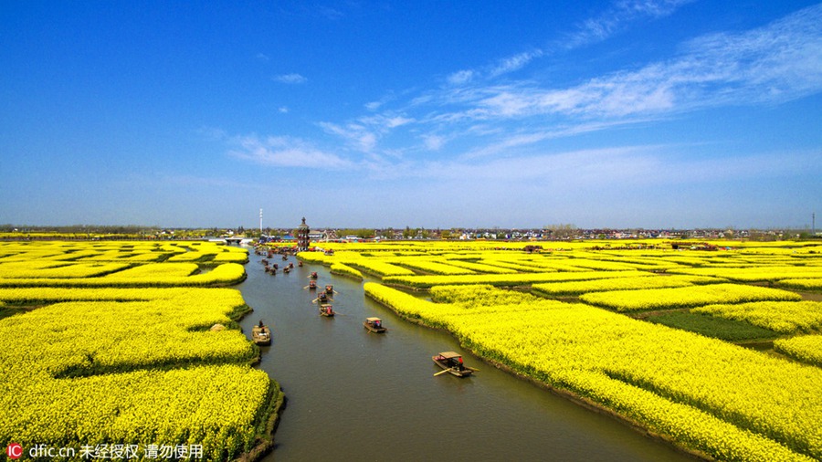 Rape flower field in Jiangsu sees enormous visitor flow during Tomb-sweeping Day