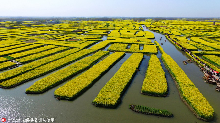 Rape flower field in Jiangsu sees enormous visitor flow during Tomb-sweeping Day