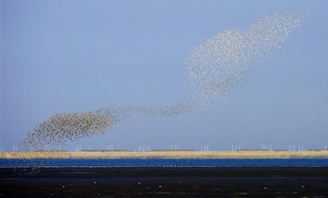 Migratory birds fly over wetlands of Yalu River in China's Dandong