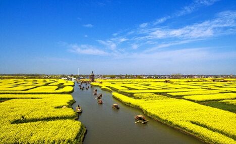 Rape flower field in Jiangsu 