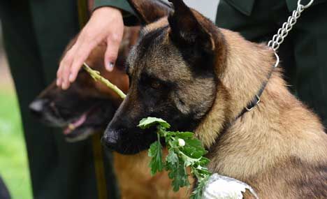 Soldiers pay tribute to hero police dog