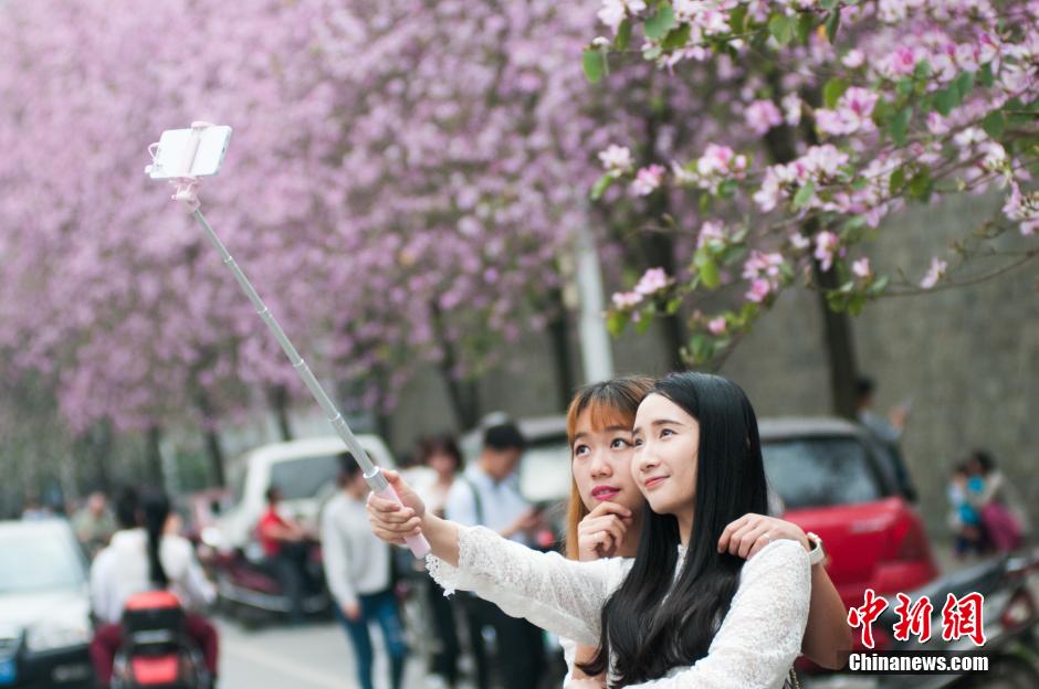 Blooming bauhinia flowers in Guangxi