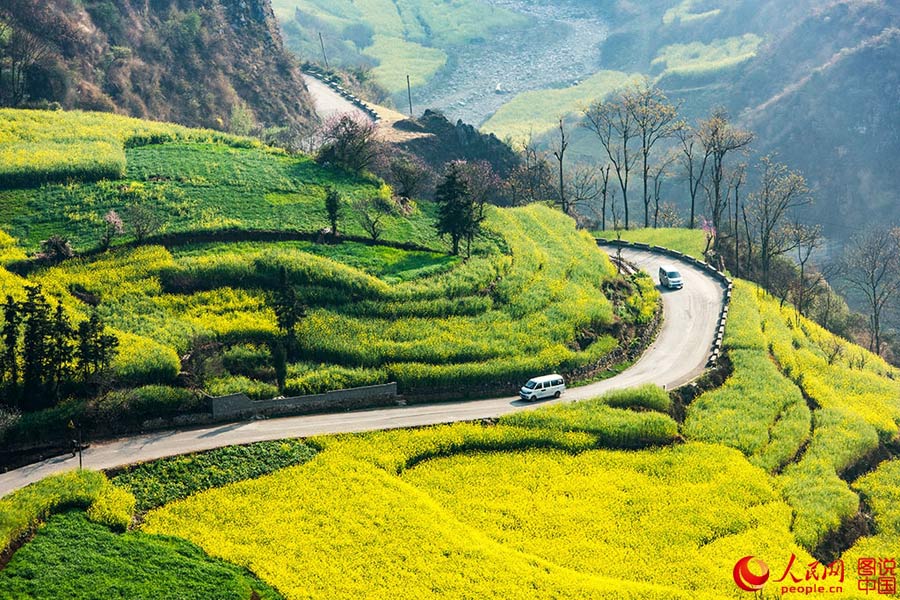 Sea of rape flower in Luoping