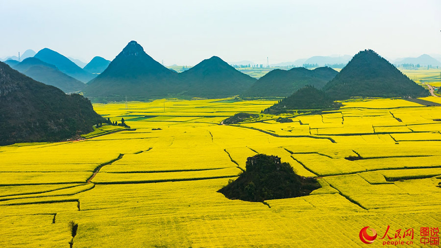 Sea of rape flower in Luoping