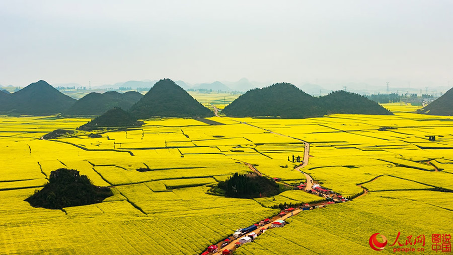 Sea of rape flower in Luoping