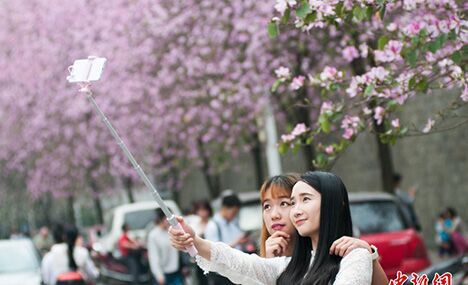 Blooming bauhinia flowers in Guangxi    