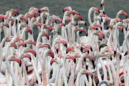 Magnificent: Flamingos Flock in Dubai