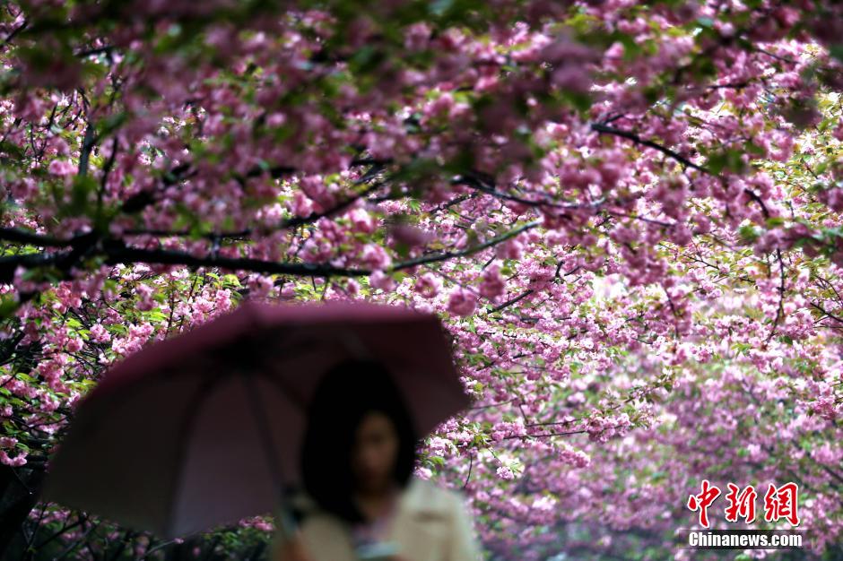 Gorgeous view: cherry blossoms in rain