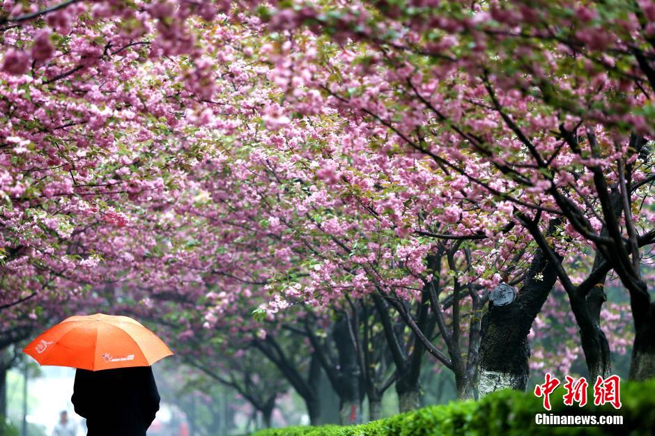 Gorgeous view: cherry blossoms in rain