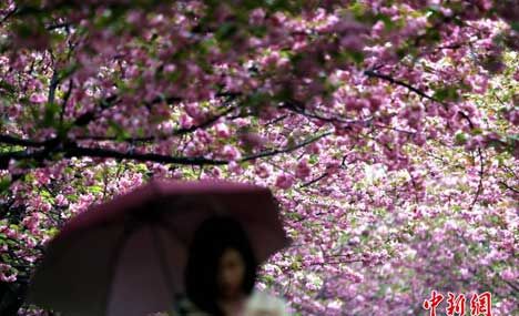 Gorgeous view: cherry blossoms in rain