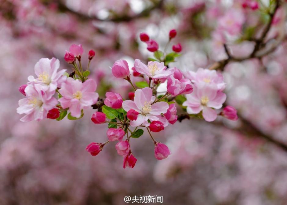 Gorgeous view: Catch the cherry blossoms in full bloom in Beijing