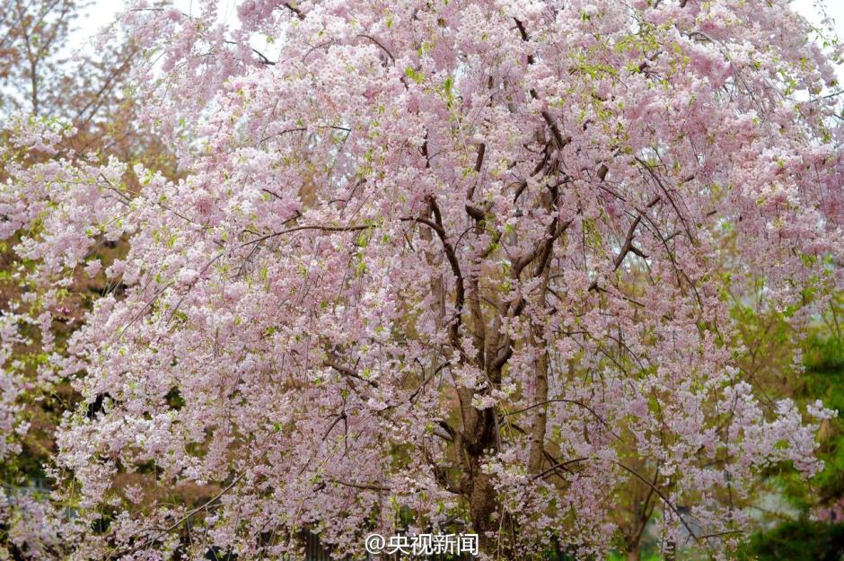 Gorgeous view: Catch the cherry blossoms in full bloom in Beijing