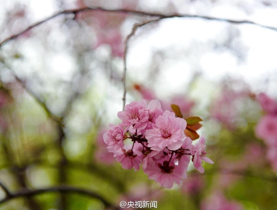 Gorgeous view: Catch the cherry blossoms in full bloom in Beijing