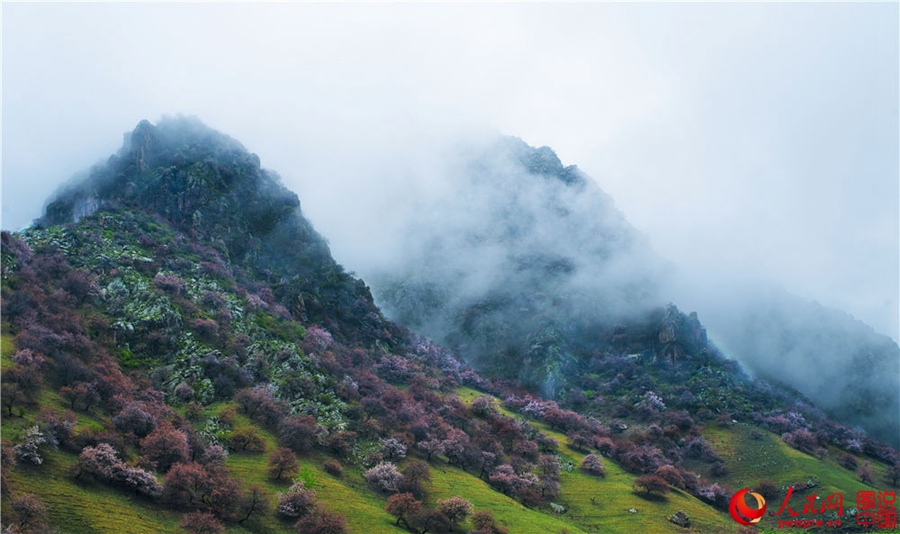 Dreamy apricot blossom in Ili, Xinjiang