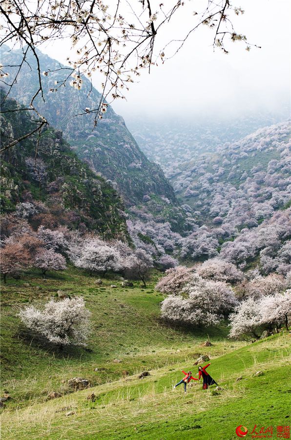 Dreamy apricot blossom in Ili, Xinjiang