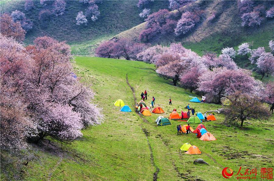 Dreamy apricot blossom in Ili, Xinjiang