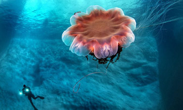 Incredible underwater images of huge icebergs in Greenland