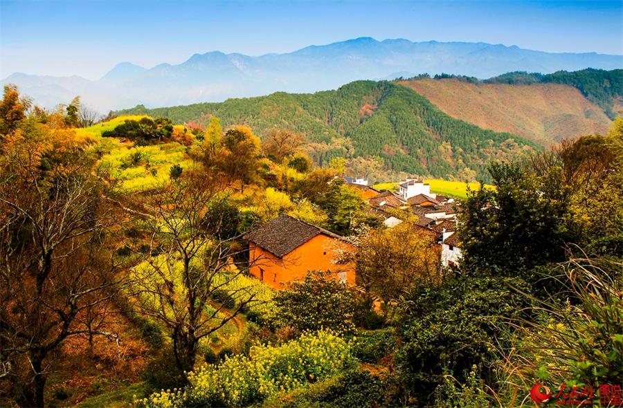 Flowers in full bloom in ancient village in Jiangxi 