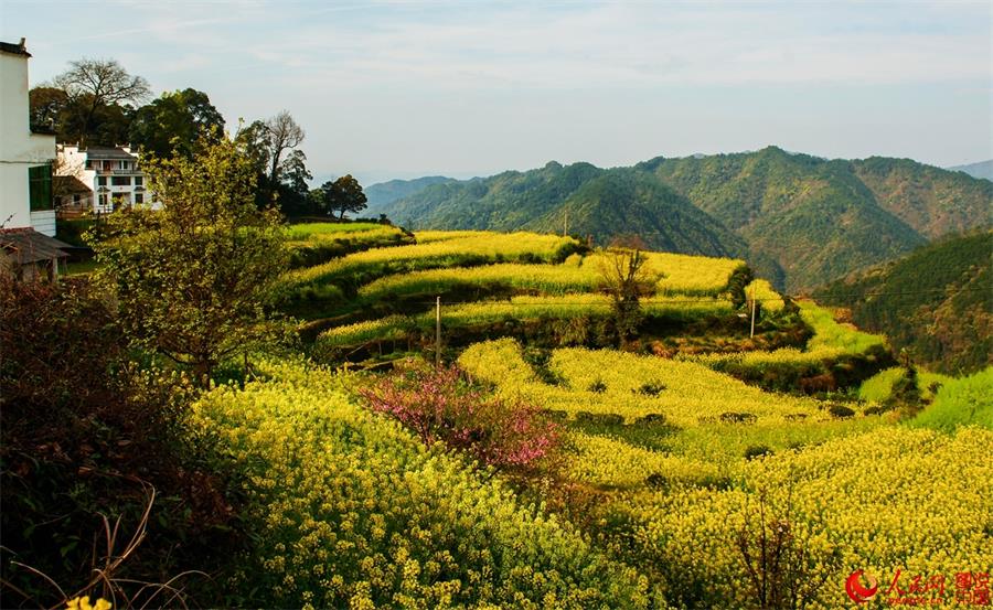 Flowers in full bloom in ancient village in Jiangxi 