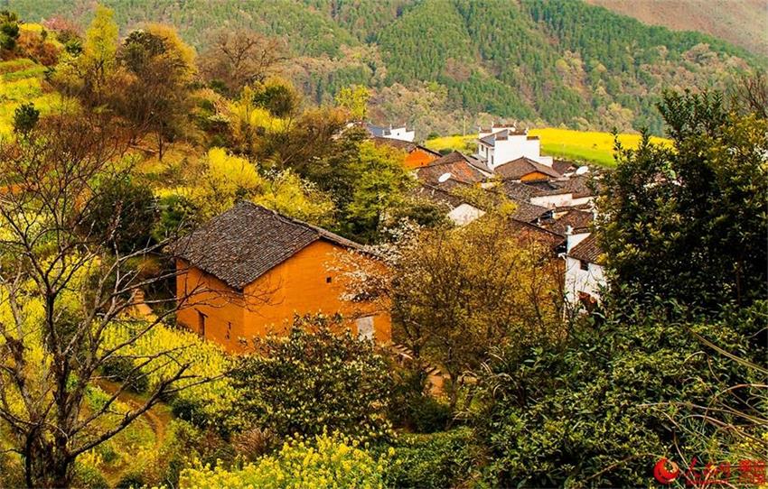 Flowers in full bloom in ancient village in Jiangxi 