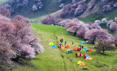 Dreamy apricot blossom in Ili, Xinjiang