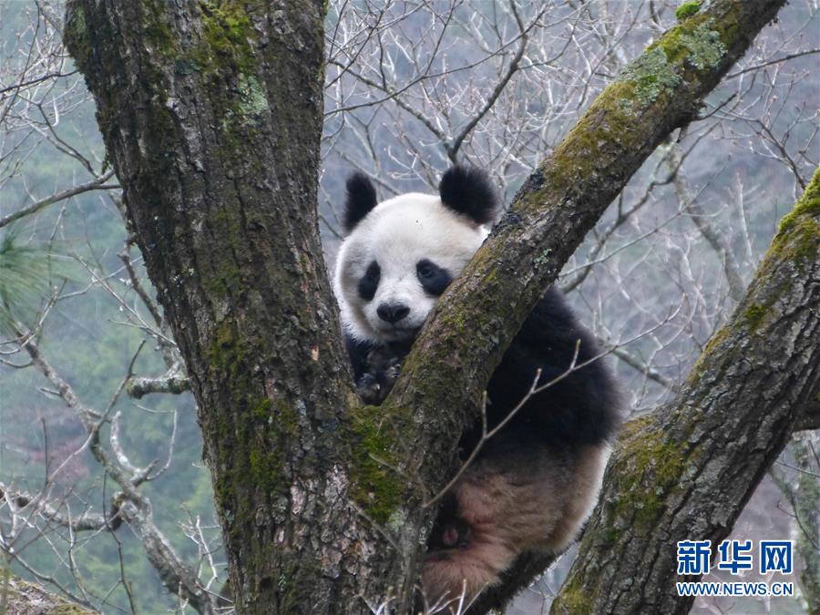 Wild pandas' natural mating spotted in NW China