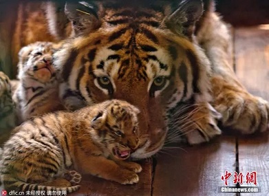 Rare: Siberian Tiger Mom Has 13 Cubs in 3 Yrs
